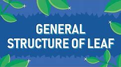 General Structure of Leaf