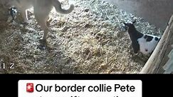 Pete read Judge loud and clear and acted appropriately 👀 #livestockguardiandog #anatolianshepherddog #bordercollie #farm #dogcommunication | Raventree Ranch