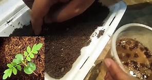 HOW TO GROW JACARANDA TREE FROM SEEDS | JACARANDA SEEDS GERMINATION - Sprouting Seeds