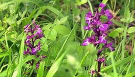 Heimische Orchideen brauchen besonderen Lebensraum