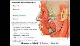 The Facial Nerve [CN VII] | Structure, Function, & Major Branches