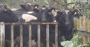 防牛結節疹入侵! 彰化健檢3萬牛隻