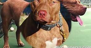American Pitbull terrier Red Nose - Características y cuidados