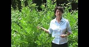 Lovage: Growing, Harvest and Use - Millcreek Herbs