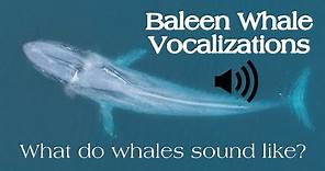 Baleen Whale Vocalizations: What Do Whales Sound Like?