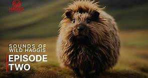 Sounds of The Scottish Haggis Animal | Wild Haggis Episode Two