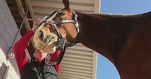 Budweiser Clydesdales to appear in Super Bowl with emotional commercial