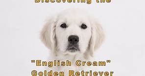 Discovering the "English Cream" Golden Retriever