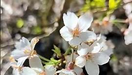 Spring in San Francisco ♥️ Cherry blossoms in Golden gate park 🌸#cherryblossom #sakura #travel