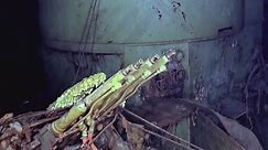 WWII Aircraft Carrier Sunk in 1942 Found - Videos from The Weather Channel