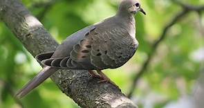 13 Fascinating Facts About Mourning Doves