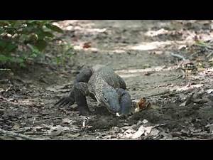 Komodo Dragon (Varanus komodoensis)