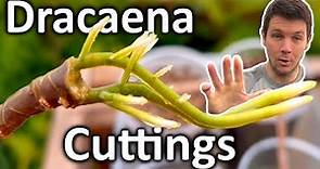 How to Grow Dracaena Plant from Cuttings | Dragon Tree Propagation