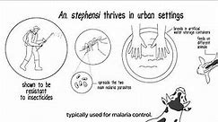Malaria: The spread of Anopheles stephensi in Africa