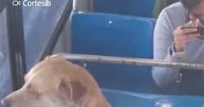 Historia de 'Bobby', el perrito que se hizo viral al perderse tras subirse a un camión en #Puebla