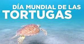 Día Mundial de las tortugas marinas