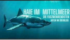 Haie im Mittelmeer welche gibt es (Doku)