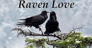 Raven Love ~ Common Ravens' Courtship