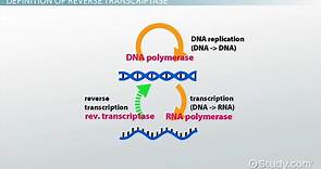 Reverse Transcriptase | Function, Structure & Application