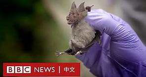 肺炎疫情：在泰國蝙蝠身上尋找冠狀病毒足跡 － BBC News 中文