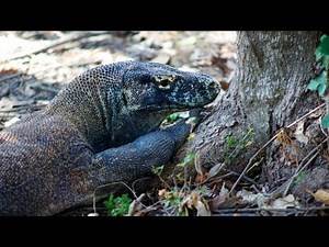 Trip to Rinca Island in Komodo National Park in Flores, Indonesia