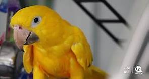 Dozens of exotic birds looking for loving homes at Palm Beach Parrot and Bird Rescue
