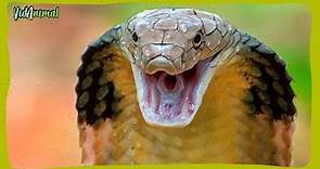 LA COBRA REAL: La serpiente venenosa mas grande del mundo.