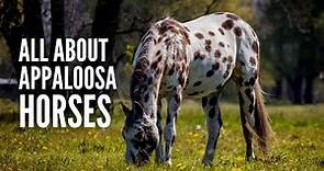 Appaloosa Horses: Breed Profile, Facts and Care