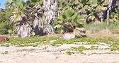 woow Super Playa 🏝️ San Pedrito o las palmas en Baja California Sur México