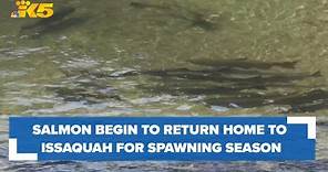 Salmon return home to Issaquah hatchery to spawn