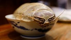 A 14-legged crustacean is Taipei’s hottest new menu item | CNN