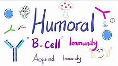 Humoral Immunity | The B-Lymphocytes | Immunology | Physiology
