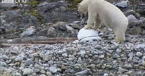 Polar bears smash the spy cams - Polar Bear: Spy On The Ice - BBC One