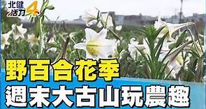 野 百合|大古山野百合花季 漫遊蘆竹享農趣