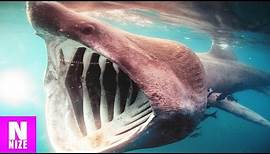 Die 10 Größten Haiarten Der Welt!