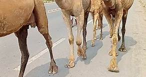 "Camelus: The Genus of Remarkable Desert Adaptation"
