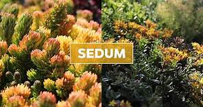 Hardy Sedum (Stonecrop) Succulents 101 - Care Tips & Unique Traits