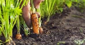 Cómo cultivar zanahorias - Jardinería