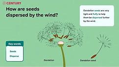 Seeds and Seed Dispersal | Plants | KS2 Science