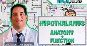 Neurology | Hypothalamus Anatomy & Function