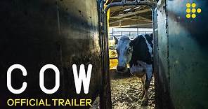 COW | Official Trailer | Now showing on MUBI