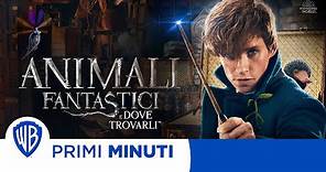 Animali Fantastici e dove trovarli - I Primi minuti!