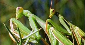 Mantis Mating | Wildlife On One: Enter The Mantis | BBC Earth