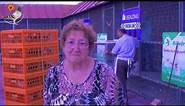 Interview with Jan Pearson (Derby Cordoba Australian Agent) while basketing the racing pigeons