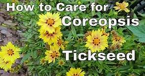 How to Care for Tickseed - Care for Coreopsis Plant - How to Deadhead Tickseed Coreopsis