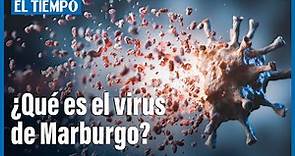 ¿Qué es el virus de Marburgo que, según OMS, podría provocar una pandemia? | El Tiempo