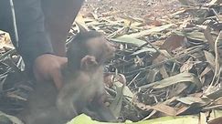 Man almost burned monkey wild in fire While he clearing some trash at home