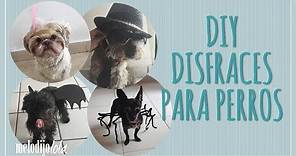 Disfraz para perro | DIY disfraces para perros | 4 Ideas de disfraces