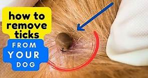How to Remove Ticks from Your Dog and Keep Them Safe