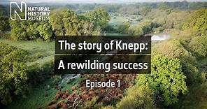 The story of Knepp: A rewilding success | Ep. 1 | Natural History Museum